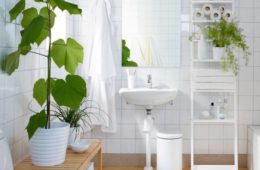 bathroom-plant