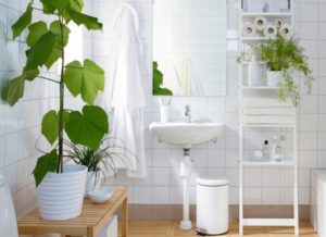 bathroom-plant