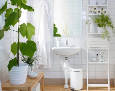 bathroom-plant