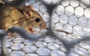 rat-control