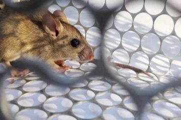 rat-control
